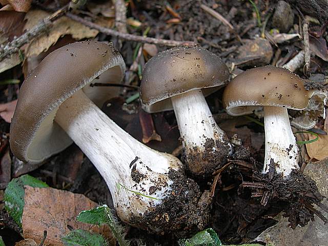 Il Risveglio dei Funghi